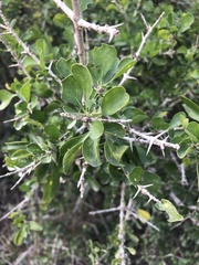 Randia obcordata
