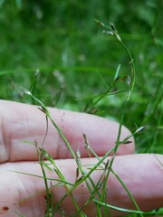 Schoenus maschalinus