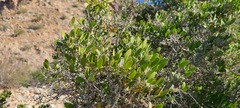 Simmondsia chinensis