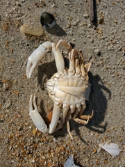 Persephona aquilonaris