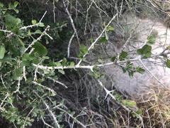 Randia obcordata