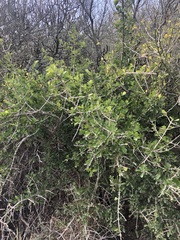 Randia obcordata
