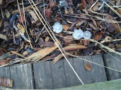 Agaricales