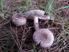 Lepiota brunneoincarnata