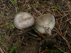 Lyophyllum littorale