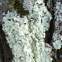 Flavoparmelia soredians