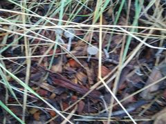 Agaricales
