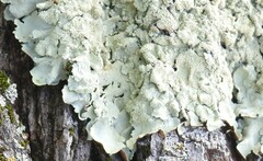 Flavoparmelia soredians