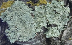Flavoparmelia soredians