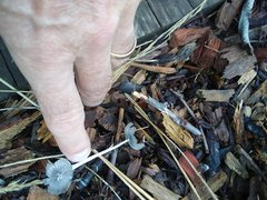 Agaricales