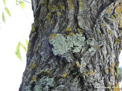 Flavoparmelia soredians