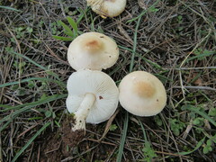 Lepiota oreadiformis