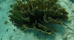 Millepora complanata