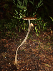 Pseudohydropus parafunebris