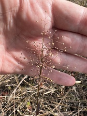 Dichanthelium erectifolium