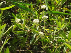 Mikania micrantha