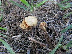Agrocybe pusiola