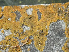 Xanthoria aureola