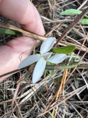 Viola vittata