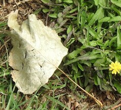 Populus × canadensis