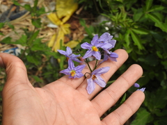 Solanum glaucophyllum