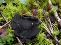 Galactinia saniosa