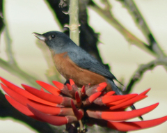 Diglossa baritula