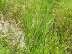 Solanum glaucophyllum
