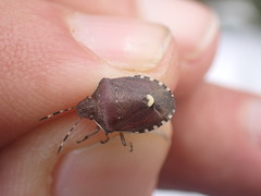 Holcostethus sphacelatus