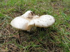 Russula ilicis
