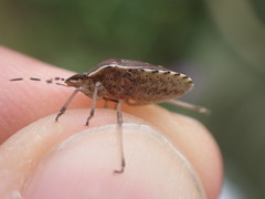 Holcostethus sphacelatus