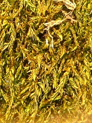 Claopodium rostratum