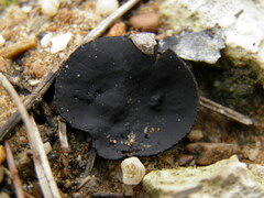 Smardaea ovalispora