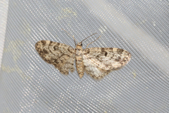 Eupithecia tantillaria