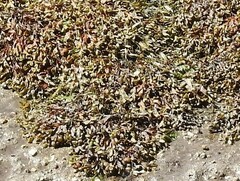 Fucus vesiculosus