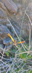 Justicia californica