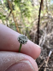 Lachnocaulon