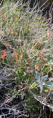 Justicia californica