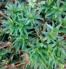 Atrichum altecristatum