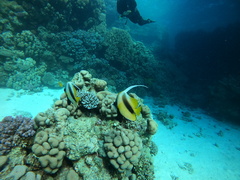 Heniochus intermedius