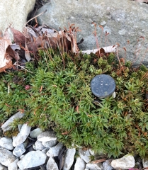 Atrichum altecristatum