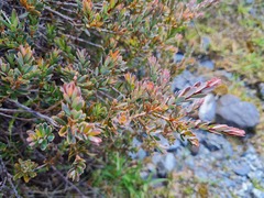Acrothamnus colensoi