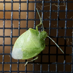 Acrosternum millierei