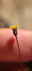 Bebbia juncea