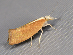 Ypsolopha lucella