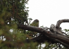 Leiothlypis virginiae