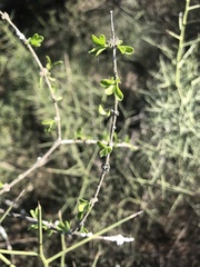 Citharexylum brachyanthum