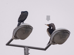 Phalacrocorax carbo sinensis