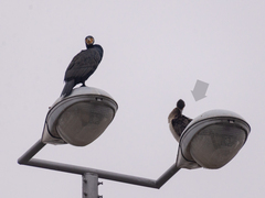 Phalacrocorax carbo sinensis