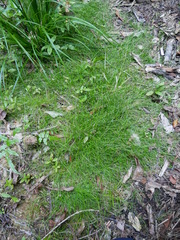 Schoenus maschalinus